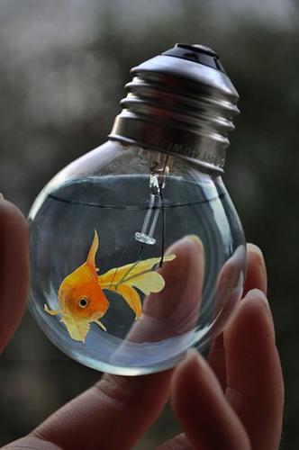 anahita&nbsp;setayesh